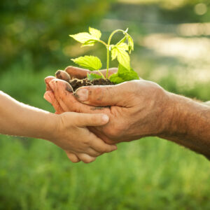 shutterstock_92770369 plant in hand